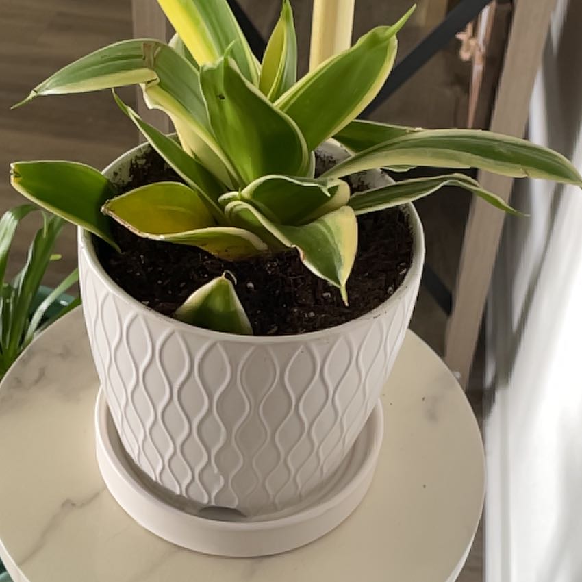 Photo of the plant species Agave demeesteriana by @FineLillypilly named Phyto on Greg, the plant care app