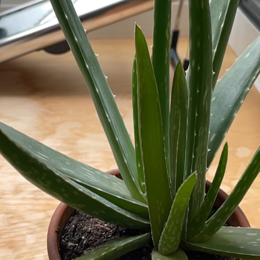 Photo of the plant species aloe by @GrandRosegrape named Nemo on Greg, the plant care app