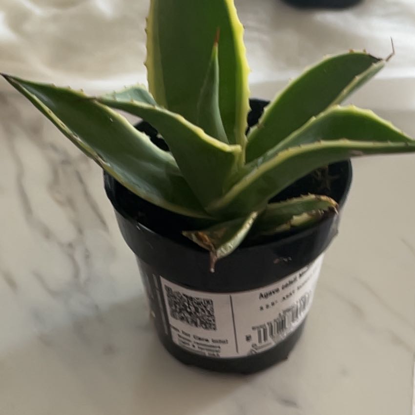 Photo of the plant species Variegated Agave celsii by @Tiphanilea named Sir Plancelot on Greg, the plant care app