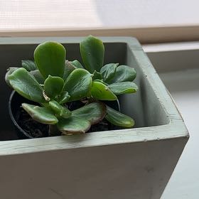 Photo of the plant species Copper Rose by @KingBluegiant named Rainier on Greg, the plant care app