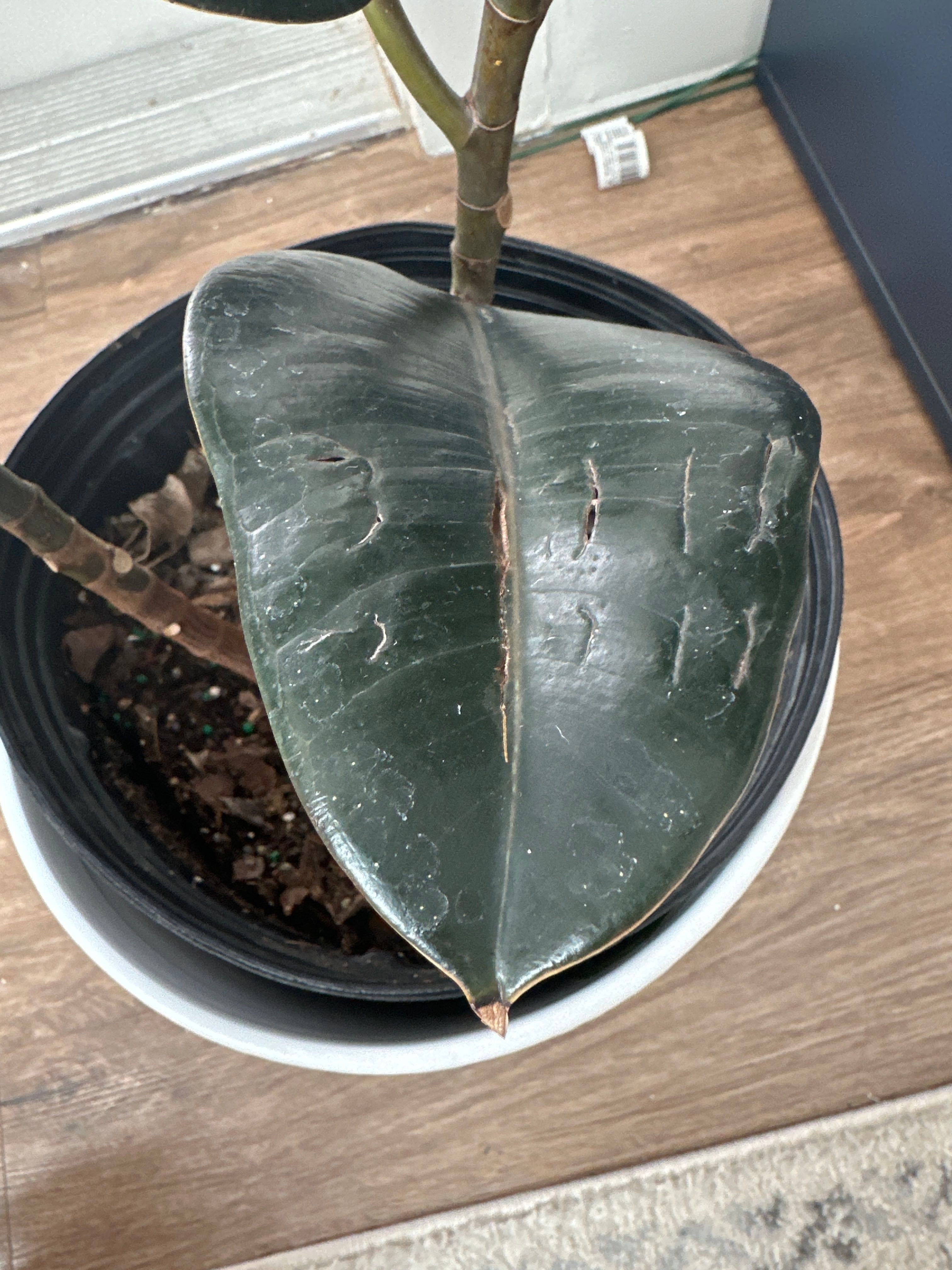 🌳 Burgundy Rubber Tree Hardiness Zones 10a11b