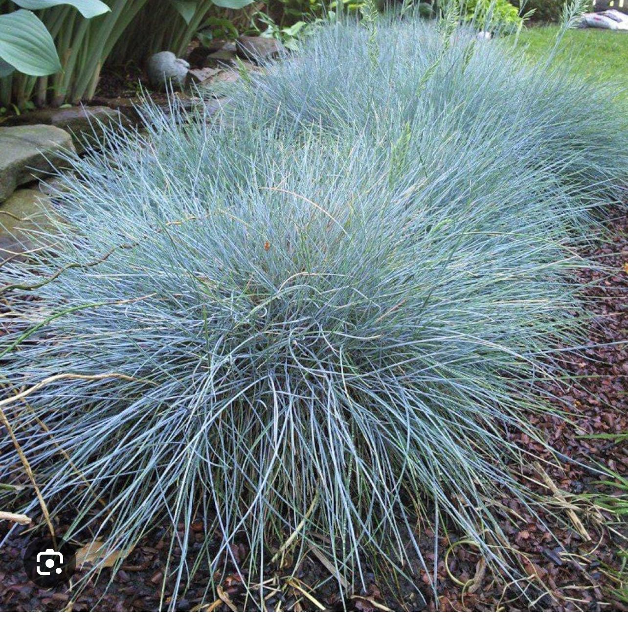 Photo of the plant species Blue Fescue by @BossMystysalvia named Elijah blue fescue on Greg, the plant care app