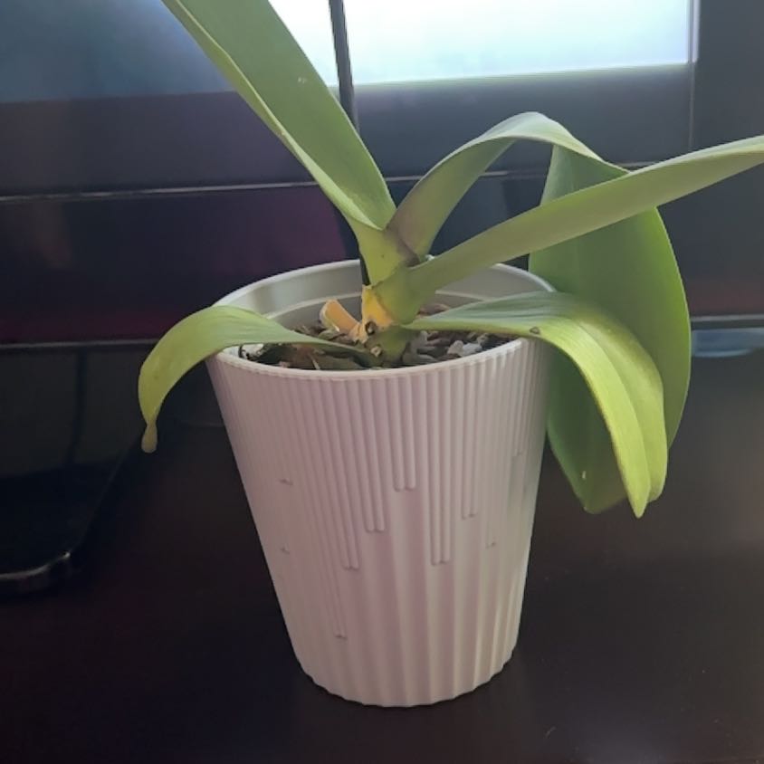Photo of the plant species Orchid by @GivingBoglaurel named Ethel on Greg, the plant care app