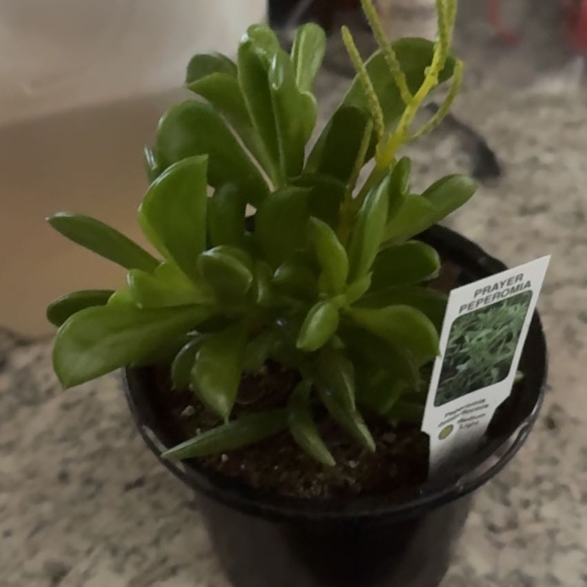 Photo of the plant species Prayer Pepper by @AnewMinipumpkin named Peppy on Greg, the plant care app