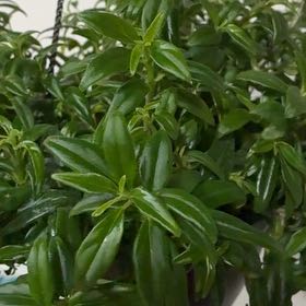 Photo of the plant species Columnea hirta by @Melaniem named Gates on Greg, the plant care app