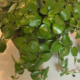 Photo of the plant species Hoya Lacunosa Ruby Sue by @Melaniem named Bieber on Greg, the plant care app