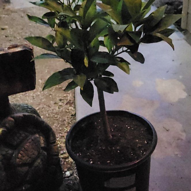 Photo of the plant species Moro Blood Orange by @LucrativeBalsam named Lavender on Greg, the plant care app