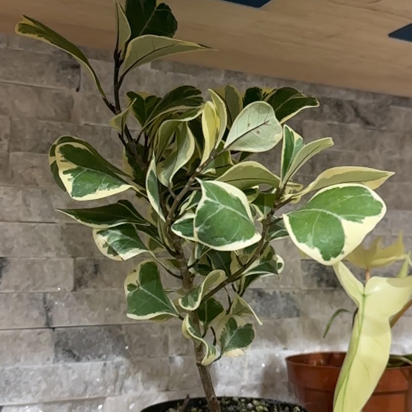 Photo of the plant species Ficus triangularis by @QueenTaraire named Nata on Greg, the plant care app