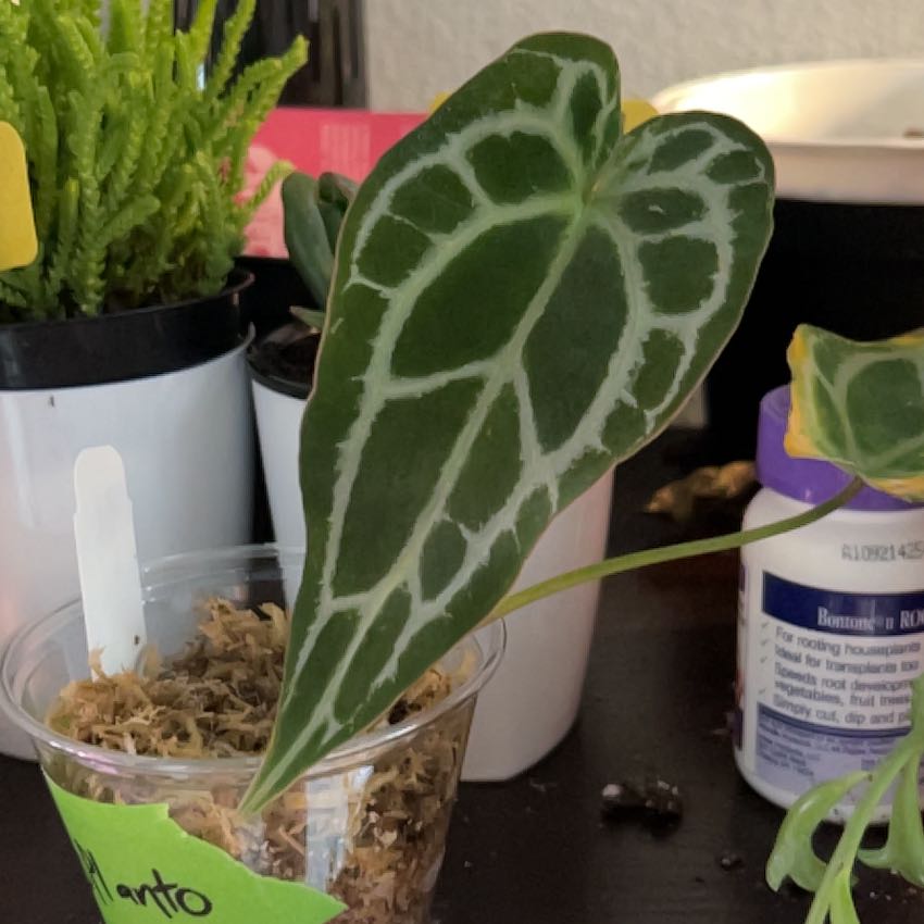 Plant care for Alocasia Pink Dragon Variegated on Greg, the plant care app
