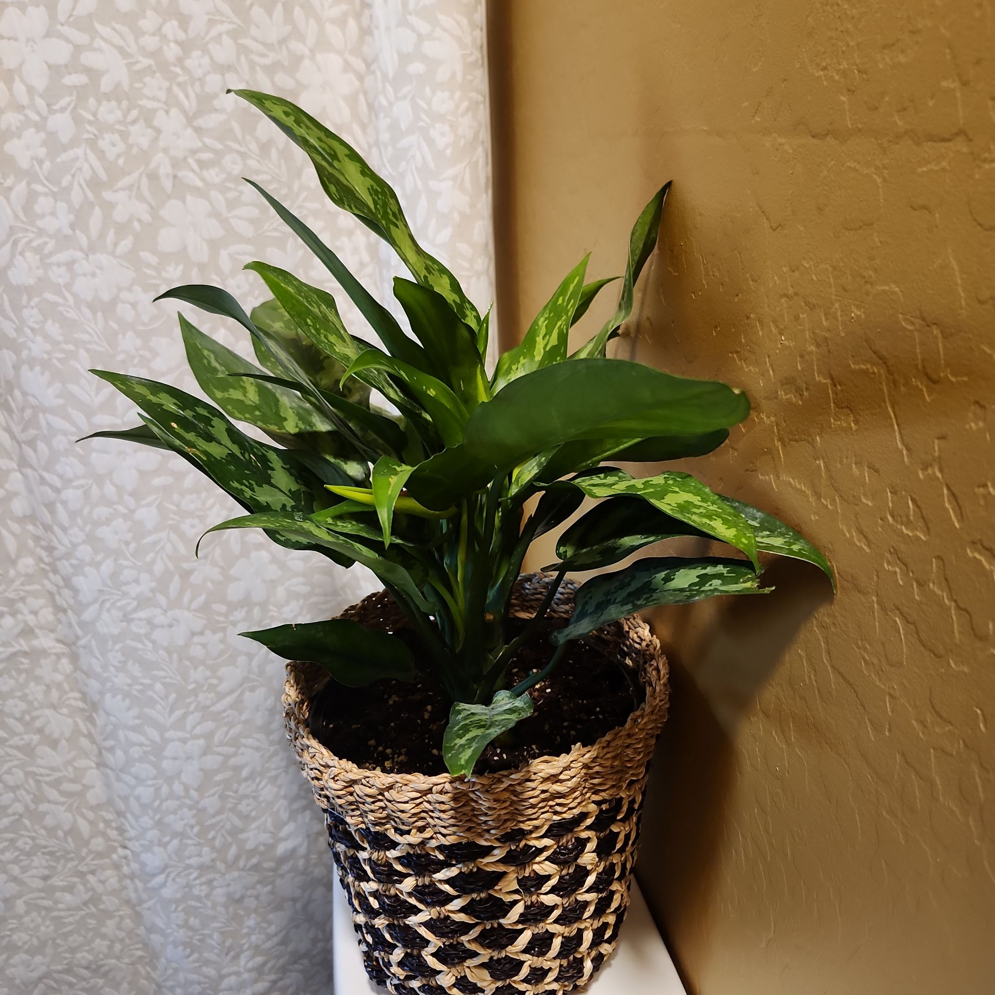 Photo of the plant species Aglaonema 'Maria' by @GladBottlegourd named Wall-E on Greg, the plant care app