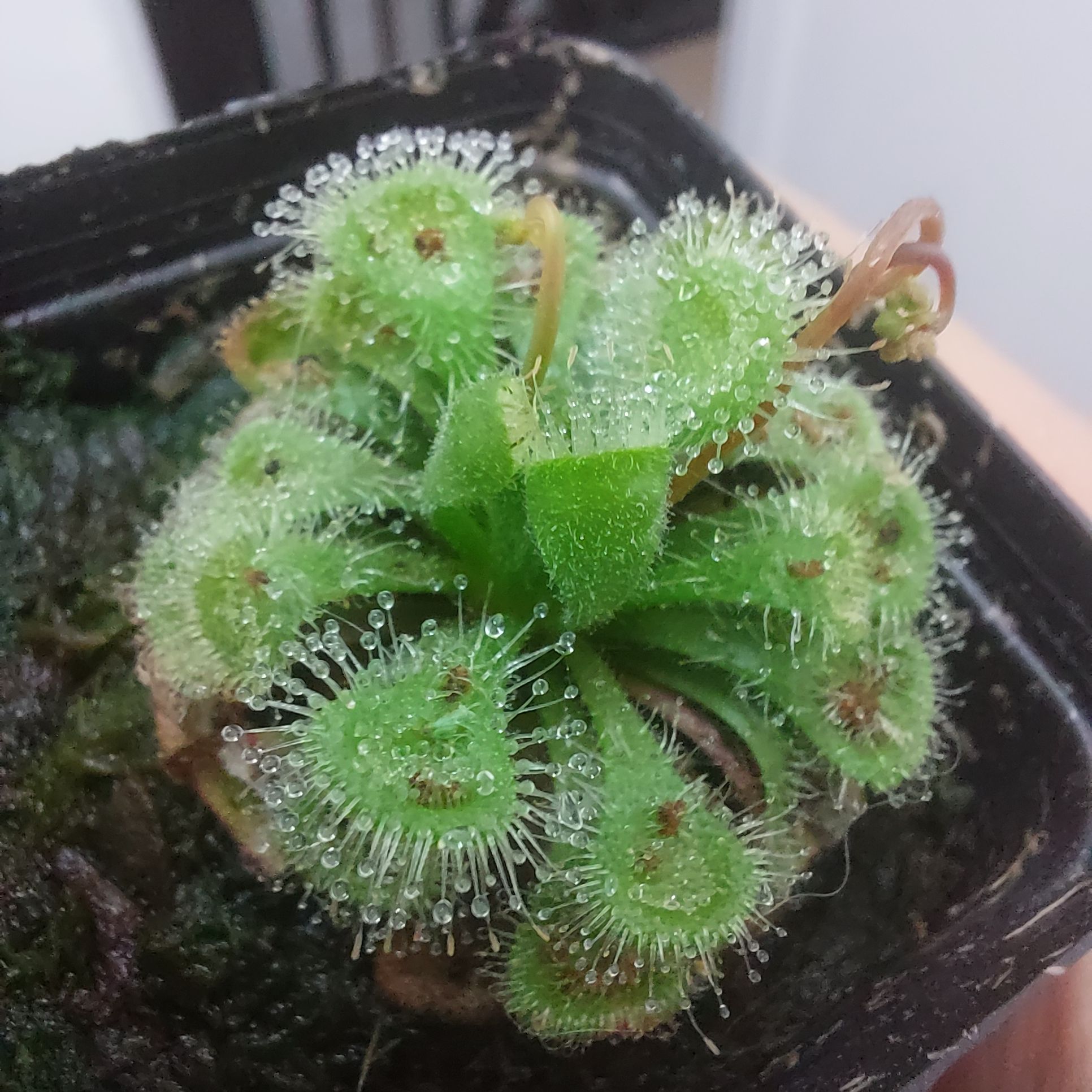 Photo of the plant species Pygmy Sundew by @SnazzyLimabean named Serra on Greg, the plant care app