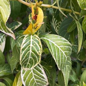 Photo of the plant species Sanchezia by @ZanySnowywaxcap named Gates on Greg, the plant care app