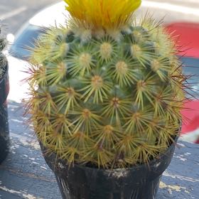Photo of the plant species Isla Carmen Pincushion Cactus by @HopefulCalethea named Yellow ranger on Greg, the plant care app
