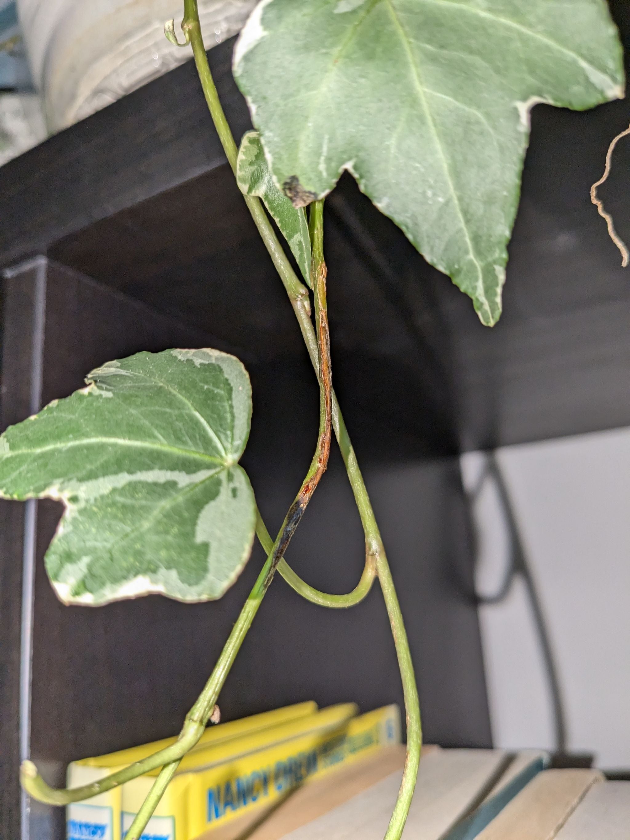 Needlepoint Ivy Plant Care Water, Light, Nutrients Greg App 🌱