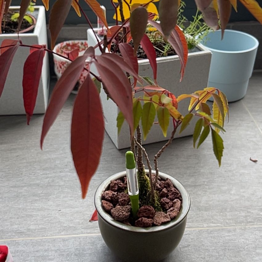 Photo of the plant species Japanese Waxtree by @S13 named Wawa on Greg, the plant care app