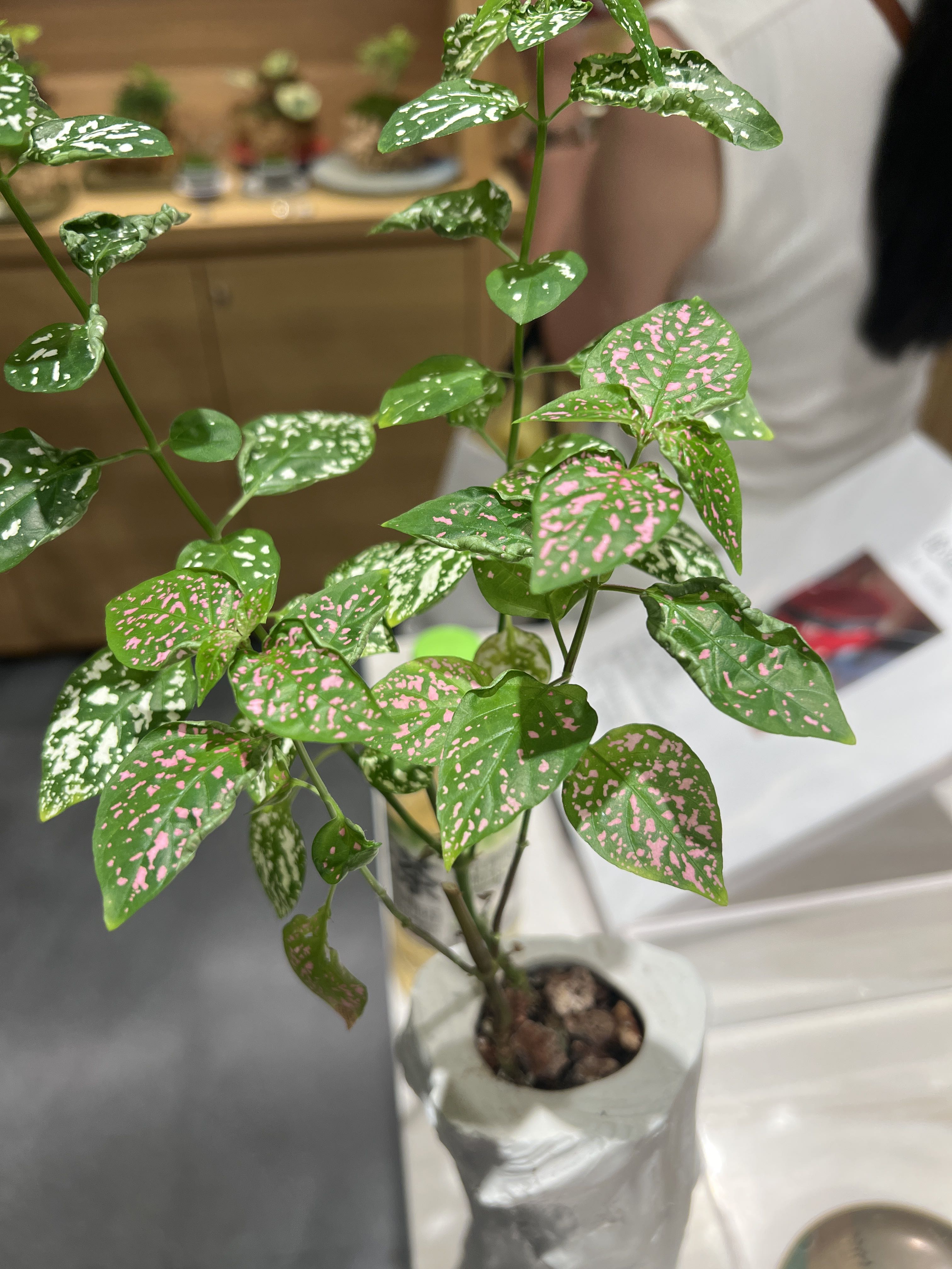 Polka Dot Plant Plant Care: Water, Light, Nutrients | Greg App 🌱