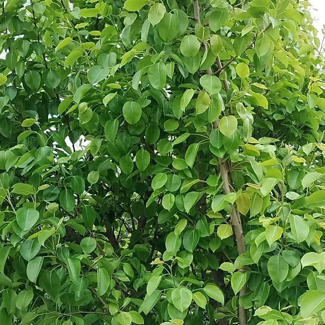 Photo of the plant species Common Pear by @TopAlsikeclover named Clooney on Greg, the plant care app