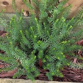 Photo of the plant species Wandering Heath by @StylishHautree named Girlfrond on Greg, the plant care app