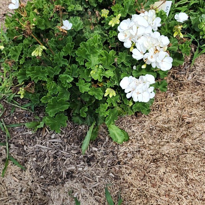 Photo of the plant species geranium Fantasia by @BeefyOrangelily named Diana on Greg, the plant care app