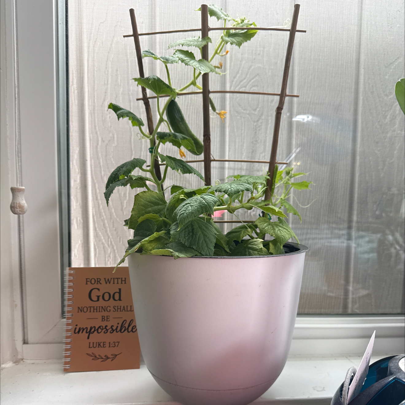 Photo of the plant species Garden Sweet Burpless Cucumber by @GenuineBiancini named Mollie on Greg, the plant care app