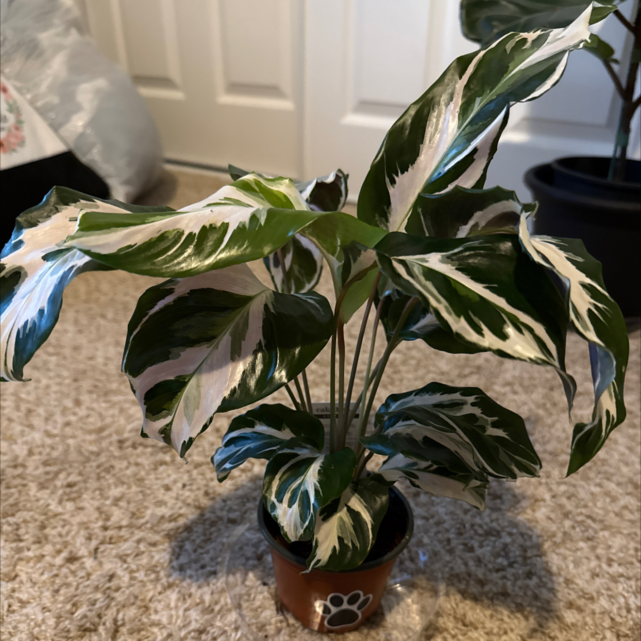 Photo of the plant species Calathea Stella by @GenuineBiancini named Stella on Greg, the plant care app