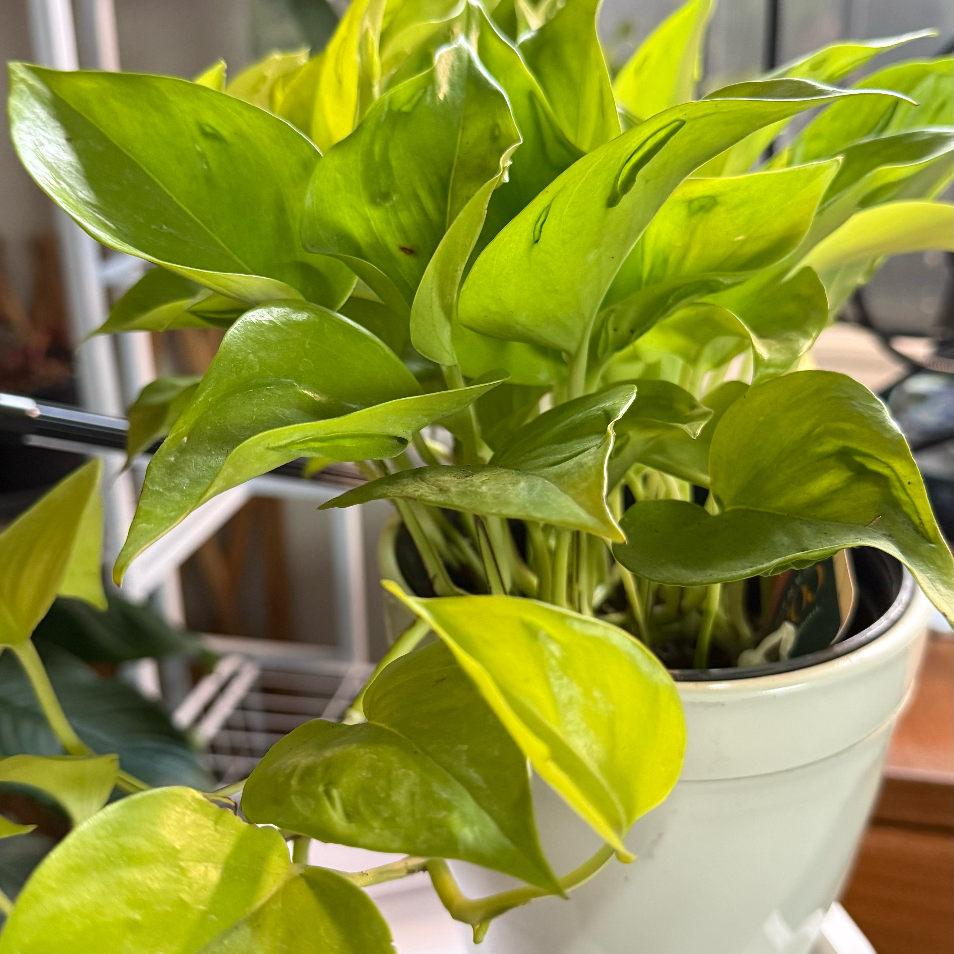 Photo of the plant species Teruno Champs-Elysees Pothos by @GenuineBiancini named Epipremnum aureum on Greg, the plant care app