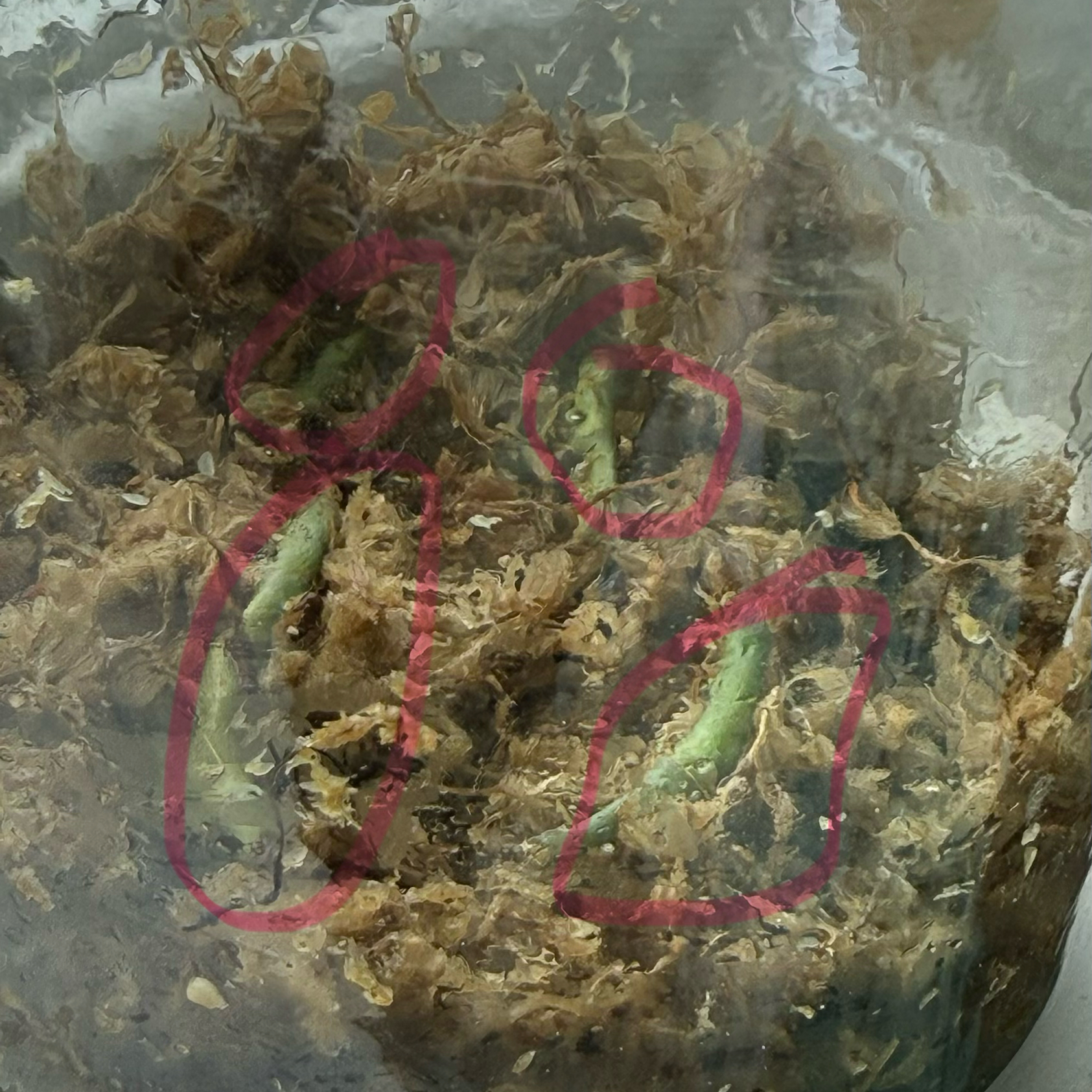 Photo of the plant species Epipremnum pinnatum 'Albo' by @GenuineBiancini named 4 cuttings on Greg, the plant care app