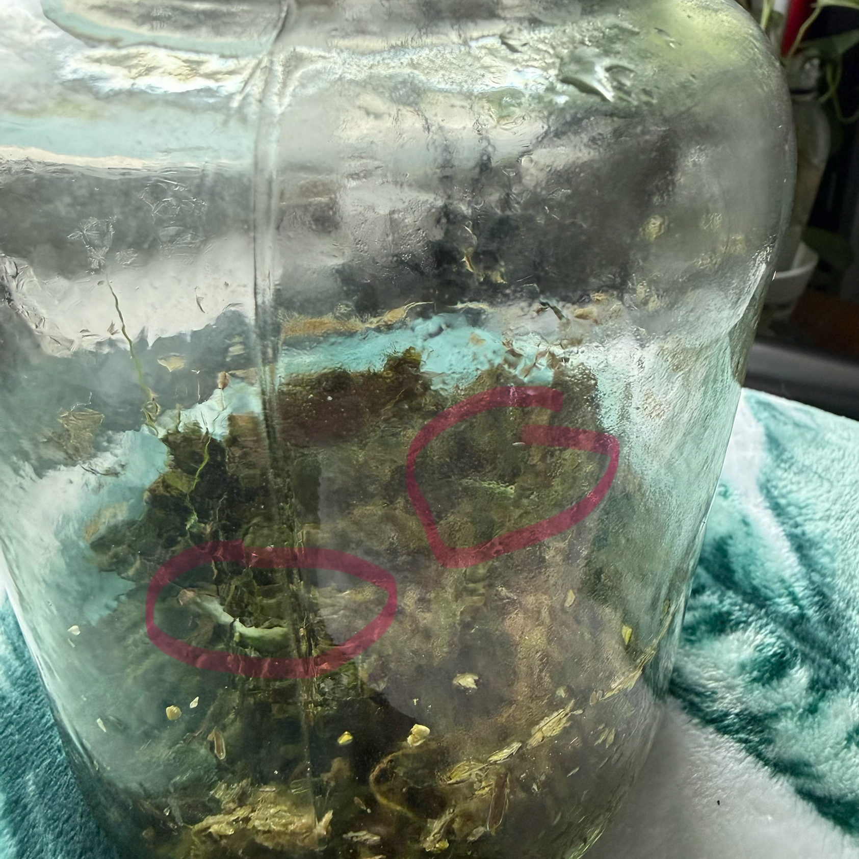 Photo of the plant species Epipremnum pinnatum 'Albo' by @GenuineBiancini named 4 cuttings on Greg, the plant care app
