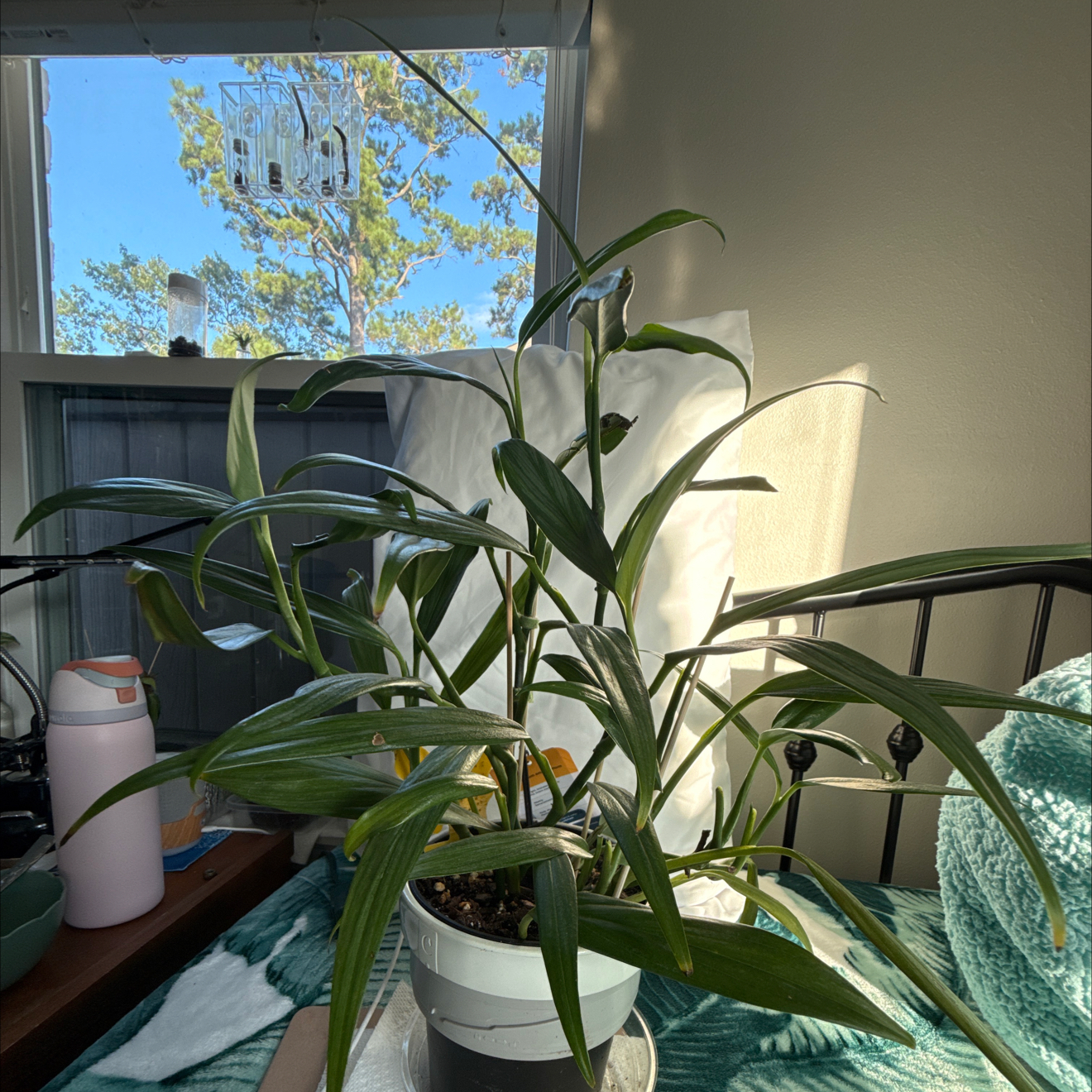 Photo of the plant species Epipremnum amplissimum 'Silver' by @GenuineBiancini named Streaker on Greg, the plant care app