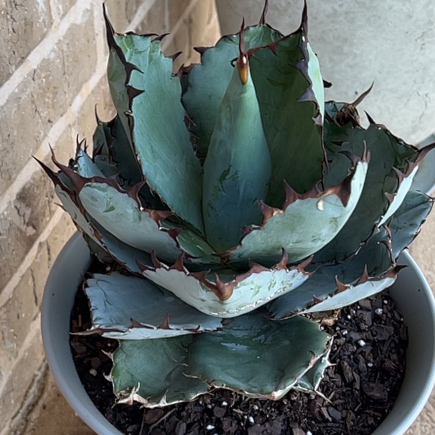 Photo of the plant species Agave titanota 'Black and Blue' by @ZealPlushplant named Elina on Greg, the plant care app