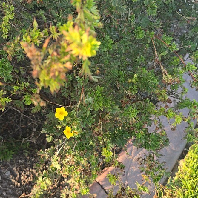 Photo of the plant species Shrubby Cinquefoil by @JauntyWoodvetch named Kesha on Greg, the plant care app