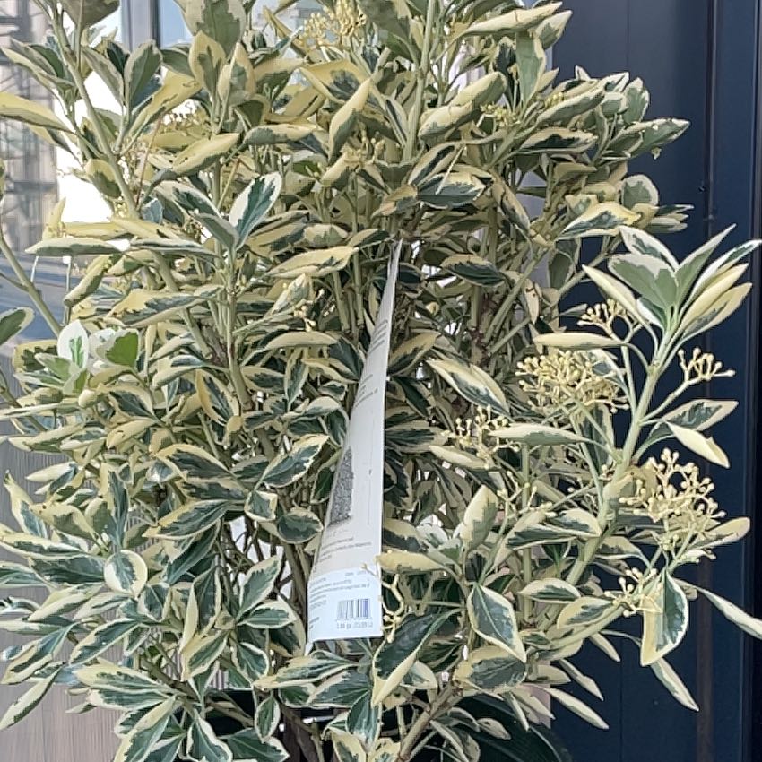 Photo of the plant species Euonymus japonicus 'Silver Prince' by @AwaitedLavender named Dolores on Greg, the plant care app