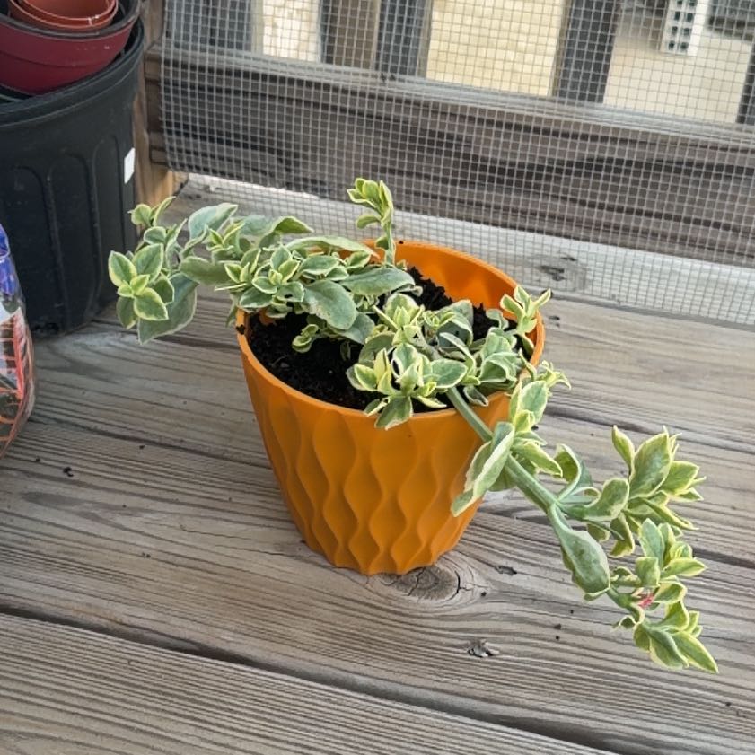 Photo of the plant species mezoo trailing red by @isismakayla named Saturn on Greg, the plant care app