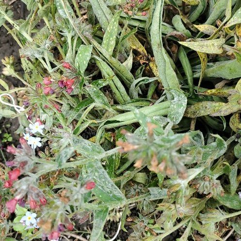 Photo of the plant species Common Viper's-Bugloss by @PeppyBaneberry named Maya on Greg, the plant care app