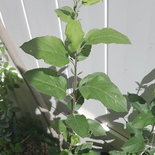 Photo of the plant species Apple by @PeppyBaneberry named Lebron on Greg, the plant care app