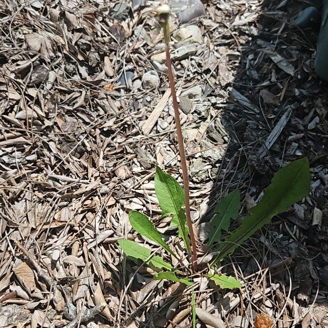 Photo of the plant species New South Wales Waratah by @BabyLentenrose named Bieber on Greg, the plant care app