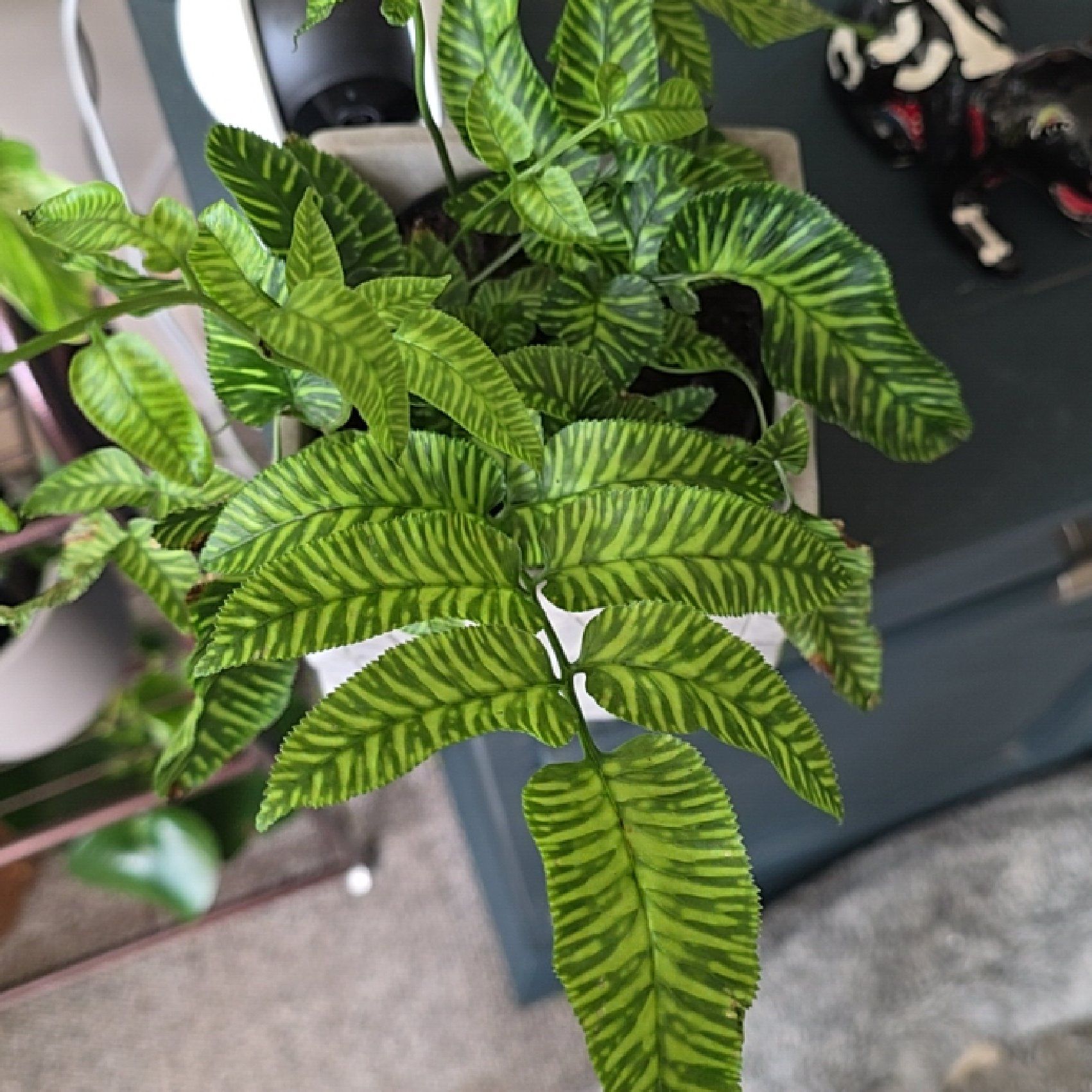 Photo of the plant species Bamboo Golden Zebra FERN by @HelpfulAlula66 named Rosa on Greg, the plant care app