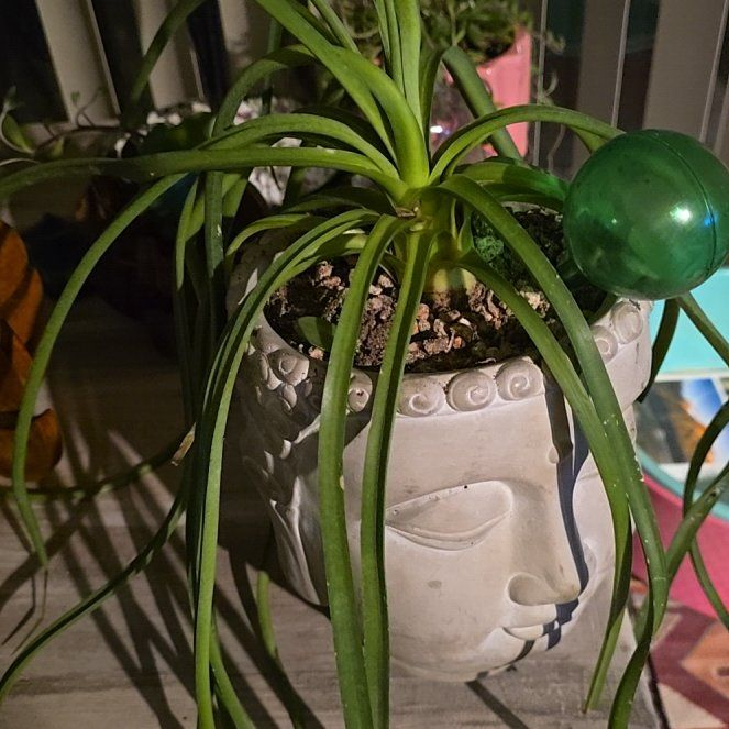 Photo of the plant species Mangave 'Bad Hair Day' by @HelpfulAlula66 named James Dean on Greg, the plant care app