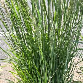 Photo of the plant species False Oat-Grass by @GermaneBushhoya named Oscar on Greg, the plant care app