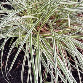 Photo of the plant species Big Blue Lilyturf by @GermaneBushhoya named Nithin on Greg, the plant care app