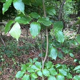 Photo of the plant species Kousa Dogwood by @GermaneBushhoya named Austen on Greg, the plant care app