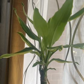 Photo of the plant species Dracaena 'Sted Sol Cane' by @CrispMeadowsage named Angel on Greg, the plant care app