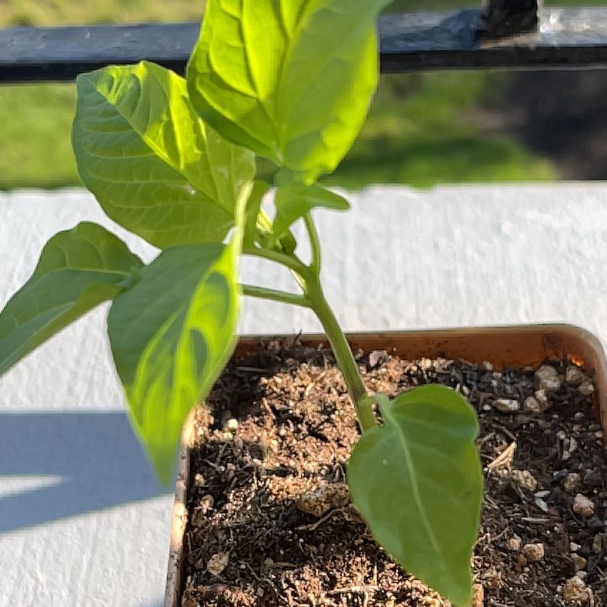 Photo of the plant species Hungarian Hot Wax Pepper by @VipOrangeplant named Waxpepper on Greg, the plant care app