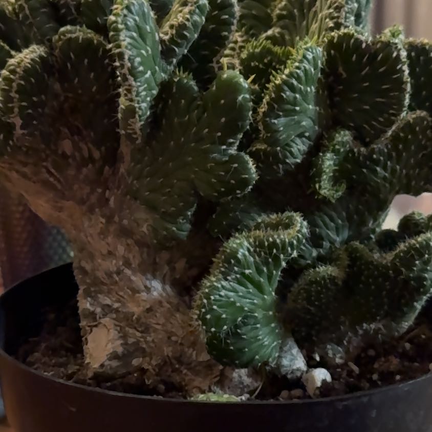 Photo of the plant species Emerald Idol Opuntia by @Shahrazad named Beyonce on Greg, the plant care app