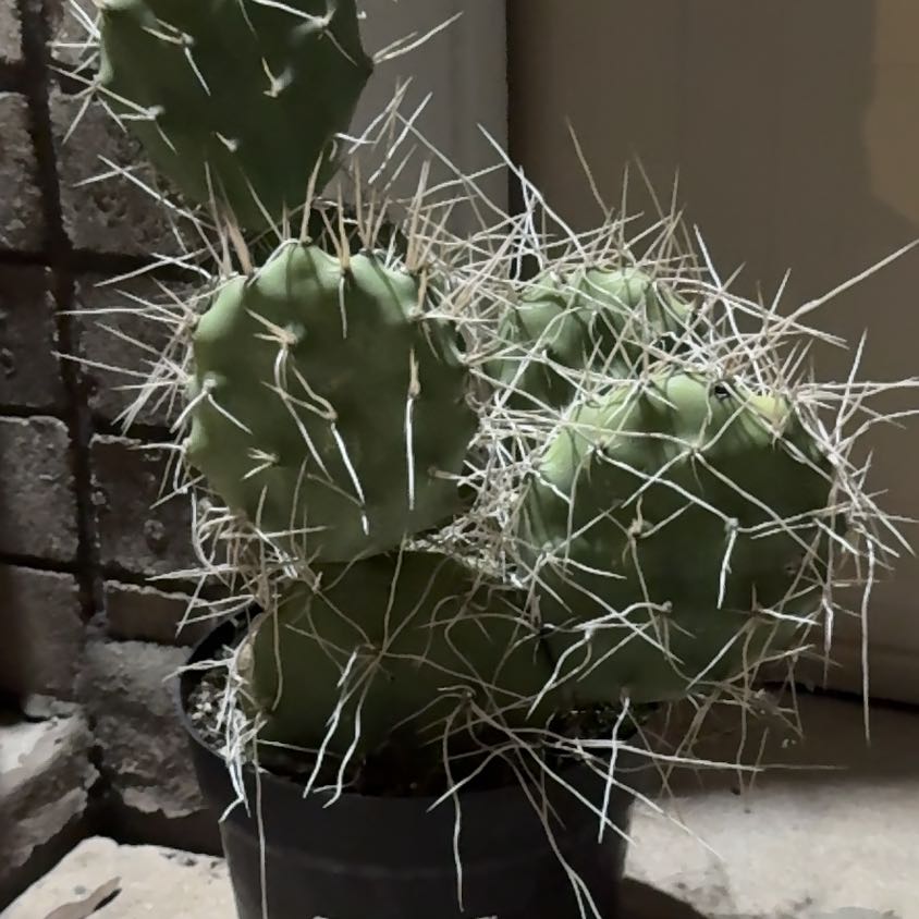 Photo of the plant species Opuntia sulphurea by @Shahrazad named Taylor Swift on Greg, the plant care app