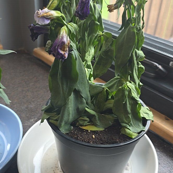 Photo of the plant species Texas bluebells by @StrongMaleberry named Leonardo on Greg, the plant care app