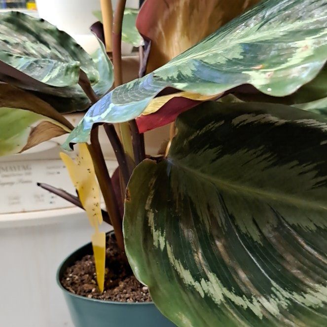 Photo of the plant species Peacock Plant by @ZealJiaogulan named Pita on Greg, the plant care app