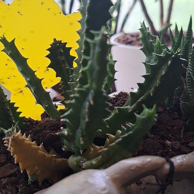Photo of the plant species Starfish Flower Cactus by @ZealJiaogulan named Sponge Bob on Greg, the plant care app