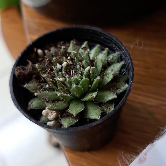 Photo of the plant species Cobweb Houseleek by @ZealJiaogulan named Charlotte on Greg, the plant care app
