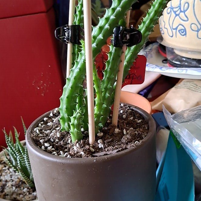 Photo of the plant species Red Dragon Succulent Cactus by @ZealJiaogulan named Draconia (Draco) on Greg, the plant care app